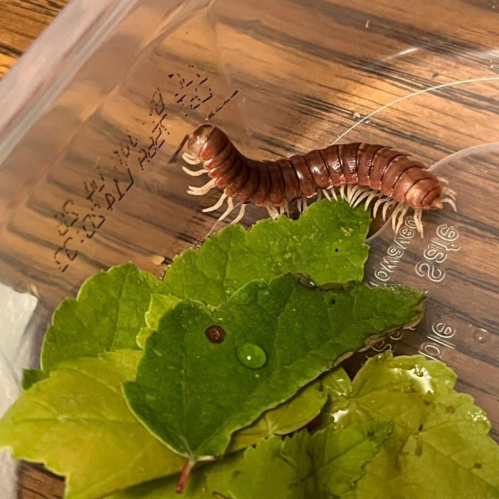 ISO THIS 🤗 in silver or gold, equally amazing. 🐛